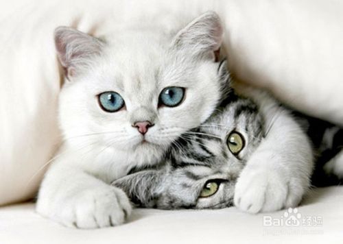 如何识别猫的情绪