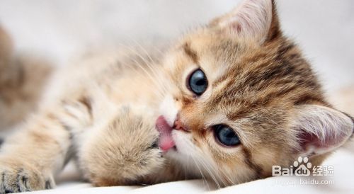 如何识别猫的情绪
