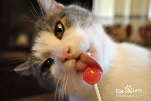 如何识别猫的情绪