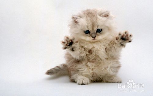 如何识别猫的情绪