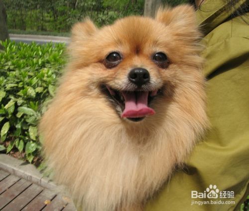 博美犬怎么样，养好博美犬的饲养方法
