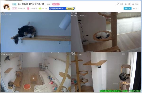 为了云养猫事业，人类付出了哪些努力？