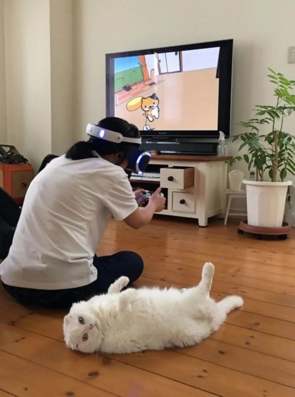 为了云养猫事业，人类付出了哪些努力？