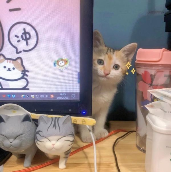 为了云养猫事业，人类付出了哪些努力？