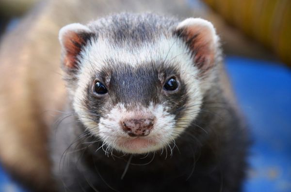 El hurón es un fantástico animal de compañía