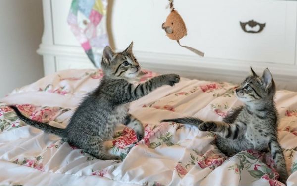 juegos para gatos