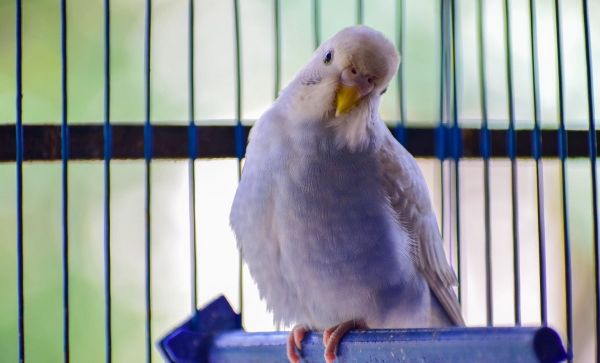 Proteger a los pájaros del frío