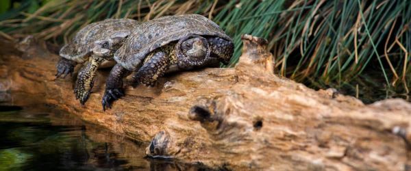 Tortugas de agua