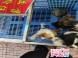 蝴蝶犬