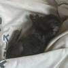 家里面猫仔太多了,养不过来