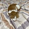无偿领养捡到的狸花猫 很乖很粘人