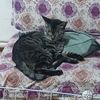 贵阳车辆厂流浪猫求收养!!!
