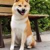 我有一只柴犬寻找爱犬好人家