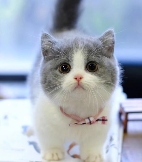 英短蓝白宠物猫