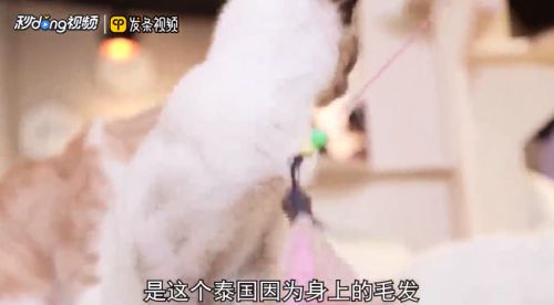 暹罗猫有哪些特性？