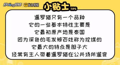 暹罗猫有哪些特性？