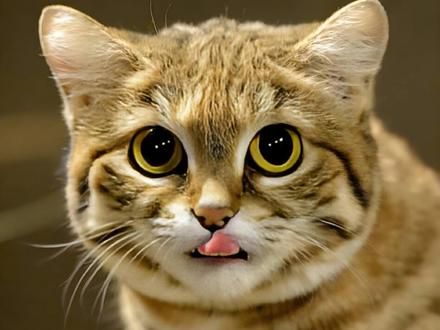猫界最致命的杀手! #动物世界 #黑足猫 #动物解说