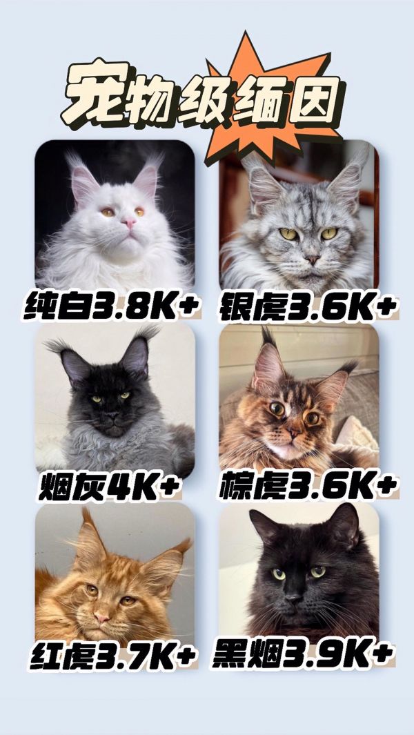 2024缅因猫价格大盘点 颜色大全。缅因猫分为: 图1 宠物级(适合家养) 图2 繁育级(适合对品相结构要求较高的可家养可繁育) 图3 赛季(打过比赛或者能够打比赛) 我们自家专业繁育纯种缅因,有八年繁育经验。目前我们猫舍宠物级缅因猫价格3K+,欢迎留言或斯信。 #缅因猫 #缅因猫多少钱一只 #评论区看看你们的猫 #萌宠出道计划 #缅因猫颜色价格排名
