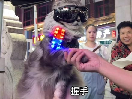 守护长沙坡子街的灰猫警长站岗情绪稳定火出圈,优雅永不过时#长沙网红猫皮卡丘
