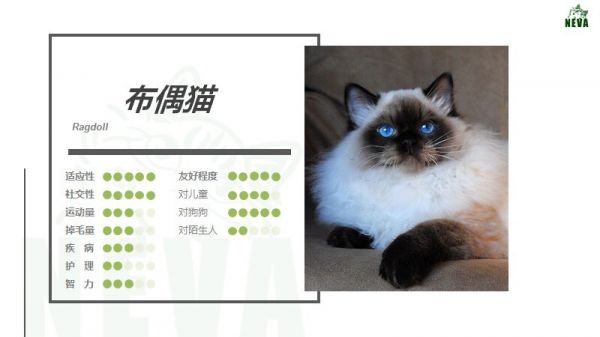 海蓝重点色布偶猫详解，附布偶猫繁育配色表