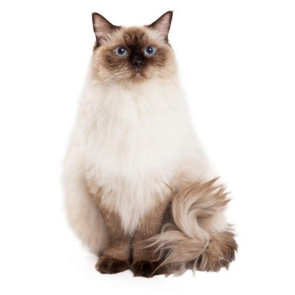 海蓝重点色布偶猫详解，附布偶猫繁育配色表