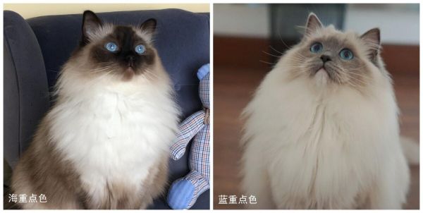 海蓝重点色布偶猫详解，附布偶猫繁育配色表