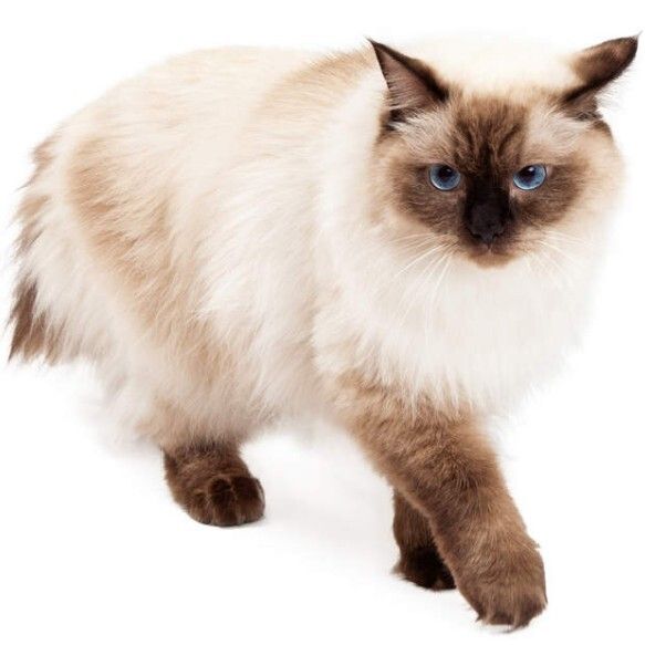 海蓝重点色布偶猫详解，附布偶猫繁育配色表