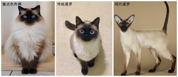 海蓝重点色布偶猫详解，附布偶猫繁育配色表
