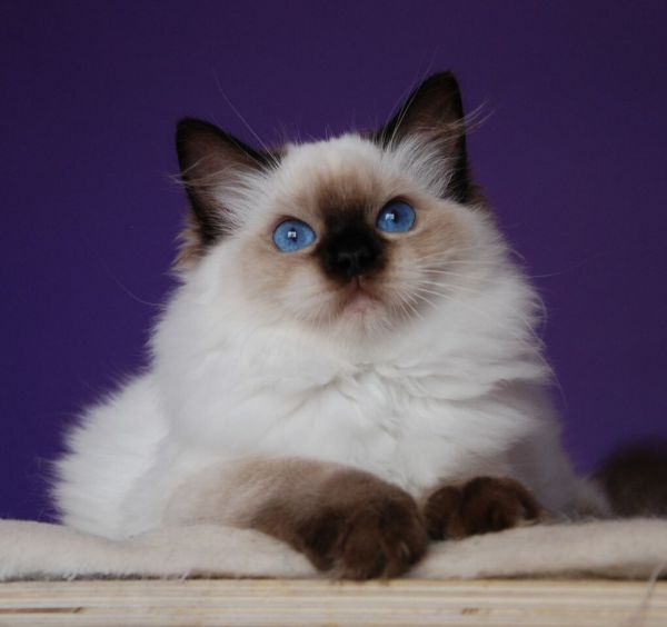 海蓝重点色布偶猫详解，附布偶猫繁育配色表