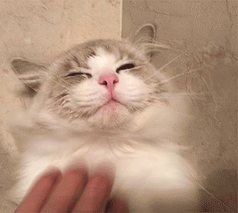 海蓝重点色布偶猫详解，附布偶猫繁育配色表