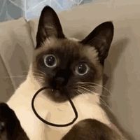 海蓝重点色布偶猫详解，附布偶猫繁育配色表