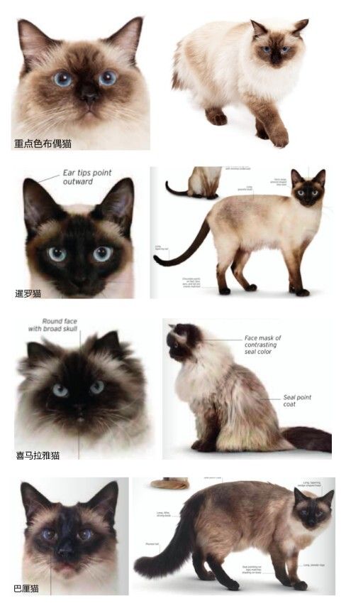 海蓝重点色布偶猫详解，附布偶猫繁育配色表