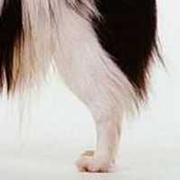 日本狆后驱