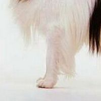 日本狆前驱