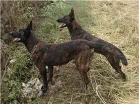 荷兰牧羊犬图片