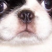日本狆鼻子