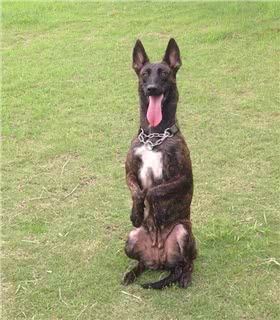 荷兰牧羊犬图片