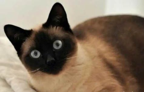 暹罗猫价格多少钱一只,暹罗猫800敢要吗