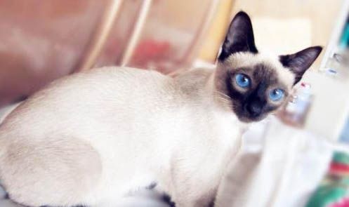 暹罗猫价格多少钱一只,暹罗猫800敢要吗
