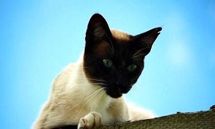暹罗猫价格多少钱一只,暹罗猫800敢要吗