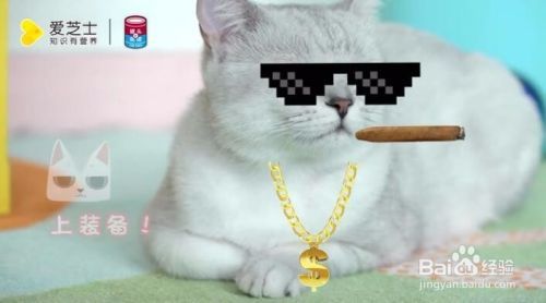 适合猫咪听的音乐