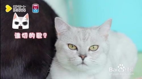 适合猫咪听的音乐