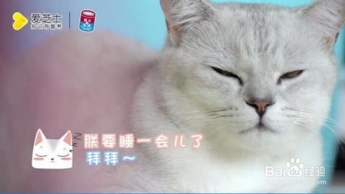 适合猫咪听的音乐