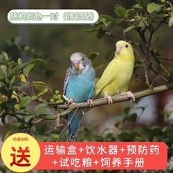鸟活物虎皮鹦鹉幼体宠物活鸟玄凤鹦鹉手养鸟雏鸟小鸟活体家养幼鸟幼崽 随机颜色 2只