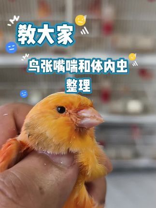 徐家玉鸟:鸟儿张嘴喘体内虫做整体整理一下#芙蓉鸟 #鸟类 #鹦鹉 #小鸟 #体内虫