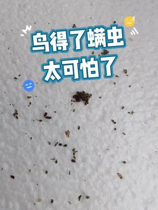 徐家玉鸟:鸟儿得了螨虫太可怕了#芙蓉鸟 #鸟类 #鹦鹉 #小鸟