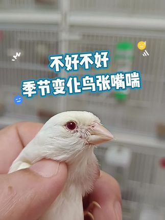 徐家玉鸟:鸟儿毛滴虫气囊螨体内虫超超需要整理。#芙蓉鸟 #鹦鹉 #鸟类 #观赏鸟