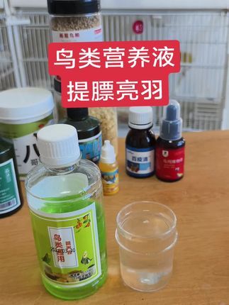 徐家玉鸟:鸟类通用营养液提膘亮羽毛#鹦鹉 #金丝雀 #芙蓉鸟 #鸟类