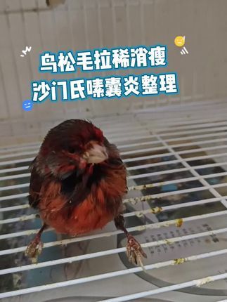 徐家玉鸟:鸟儿松毛拉稀消瘦打蔫,沙门氏嗉囊炎整理#鹦鹉 #芙蓉鸟 #鸟类 #手养鸟 #观赏鸟