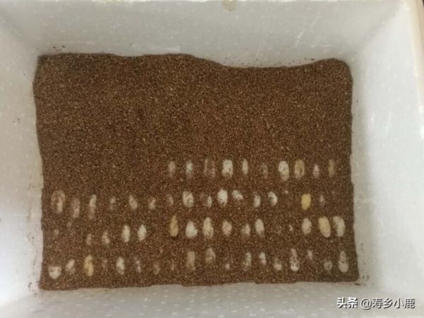 孵化龟苗，需要注意的几个技术细节